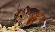 24 Hour & Emergency Exterminators in Borger, TX